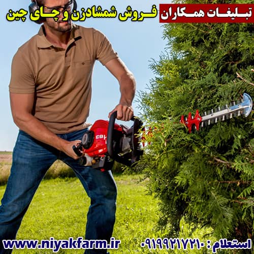 شمشاد زن | چای چین